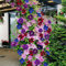 kiskick 500 Stück/Beutel Clematis-Samen, mehrjährige, lebendige, frische Bonsai-Garten-Kletterrosensamen für zu Hause, Samen zum Pflanzen von Gemüse und Obst Rosensamen