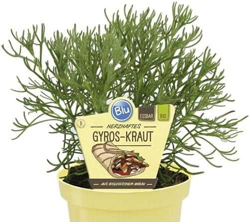 Pianta di Artemisia caucasica BIO su vaso cm 12 in confezione da due piante MODIPITRE