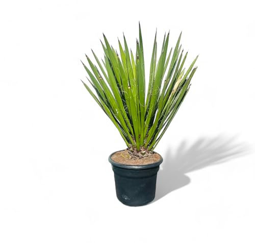Tropictrees, Yucca Faxoniana Plante exotique du désert pour jardin et terrasse, résistante à l'hiver, facile d'entretien et décorative, parfaite pour les endroits secs, faxon yucca, 140 cm