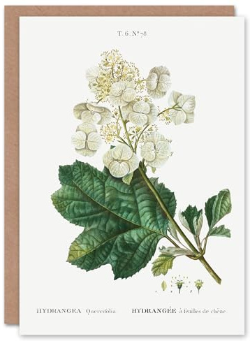 Artery8 Pierre-Joseph Redouté Art Card Oakleaf Hydrangea Flowers