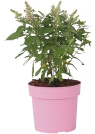 Plant in a Box - Buddleja Candy Little Pink - Buddleja davidii - Schmetterlingsflieder Winterhart - Rosa Blüten - Topf 19cm - Höhe 30-40cm