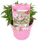 Plant in a Box - Buddleja Candy Little Pink - Buddleja davidii - Schmetterlingsflieder Winterhart - Rosa Blüten - Topf 19cm - Höhe 30-40cm