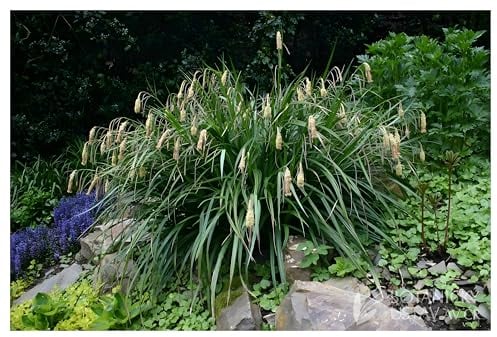 50 x Carex pendula im 1 Liter Topf (Ziergras/Gräser/Winterhart/Mehrjährig/Immergrün) Riesen Segge - super für den Teichrand geeignet - Perfekte Kübelpflanze - von Stauden Gänge
