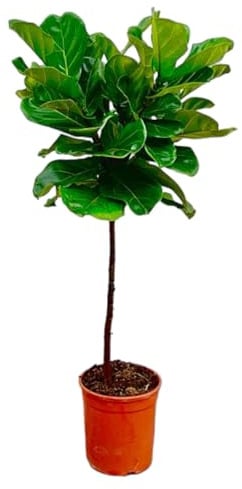 Ficus Lyrata am Stamm - 115-130cm - Ø24cm - Zimmerpflanze - Immergrün
