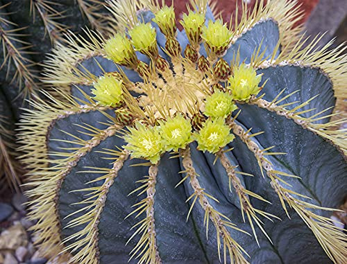 Schmuckkaktus - Ferocactus Glaucescens - 10 Frische Samen