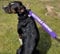 Personalised Dog Lead Sleeve, custom text, printed on both sides, up to 24 characters. yellow, pink, red, blue, black, purple, green (black)