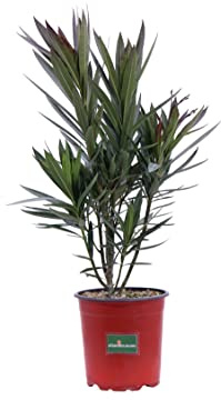 Pianta di Oleandro Pianta di Nerium Oleander pianta da esterno pianta da giardino pianta da fiore pianta ornamentale di Oleandro pianta vera venduta da eGarden.store (Jannoch v.17 cm)