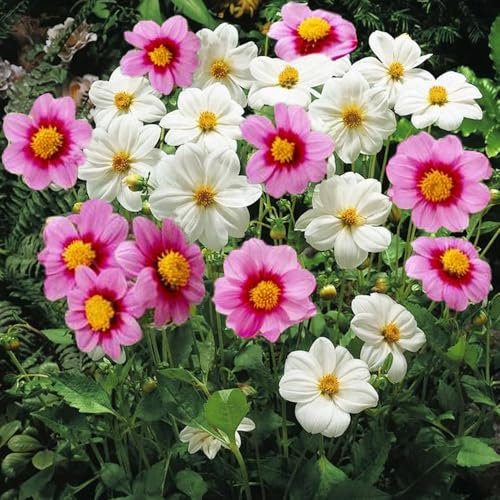 2 x Dahlia Mignon Pink & White – Beautiful Bi-Coloured Blooms - Easy to Grow Perennials - Summer Flowering Bulbs - for Your Beautiful Garden