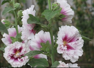 Semillas real del precio de fábrica barato nuevo hogar Jardín 20 semillas Malva País Romance Mix Alcea Rosea de flores 6