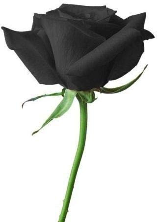 Fd704 10 Semi di Cina grani di rosa nera rari par amoureux grani di rosa nera fraîches 10 pezzi: grani