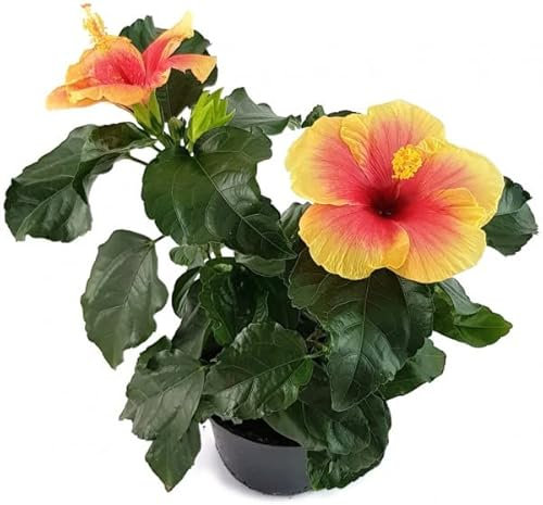Hibiscus Natural Arbusto para Jardines o Terrazas