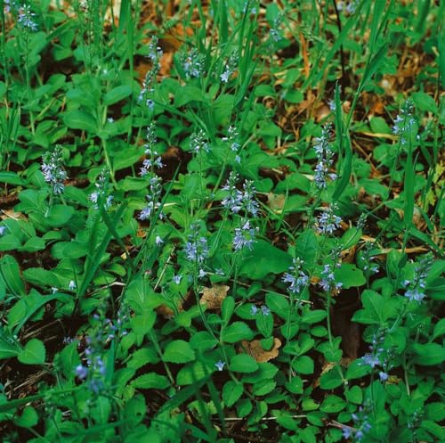 Ehrenpreis im Topf Veronica officinalis winterhart Bodendecker | Veronica officinalis, blau blühend Mai bis August, kriechend, halbschattig bis schattig, Bodendecker, winterhart bis -20 °C