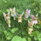6st Miniatur Feen Figuren Feen Figuren, Elfen Figur Garten Fairy Garten Miniatur Elfen Figur Elfen Deko Miniatur Feen Figuren Zubehör, Feen Blumentopf Harz Fee Gartenfiguren Engel Zubehör Ornamente