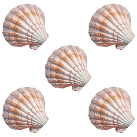 Grand coquillage naturel Conch Shells, Lot de 5 grandes coquilles Saint-Jacques colorées de 11 à 12 cm for décoration de mariage, fête à thème sur la plage, décoration de la maison, aménagement paysag