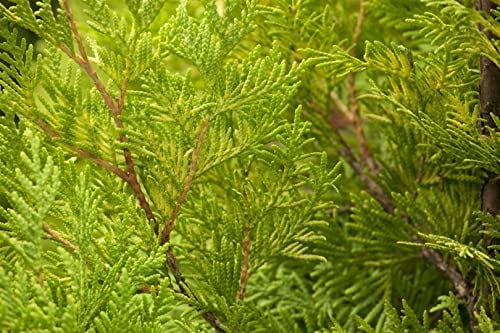 Thuja occidentalis 'Yellow Ribbon' 60-80 cm - Lebensbaum, goldgelbes Laub, ideal für Hecken und Sichtschutz, winterhart und pflegeleicht