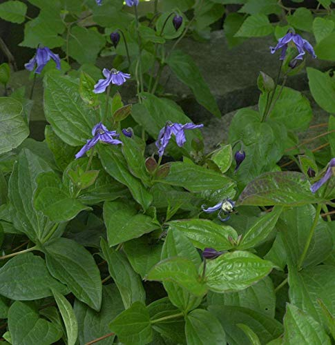 Staudenclematis - Clematis integrifolia - Gartenpflanze