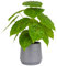 LUWENER Artificial Greenery Plant in Grey Pot，12.5/32cm Large Fake Green Plant with Greenery Leaves for Indoor Living Room office Bathroom Home Decoration(Imperial Concubine)