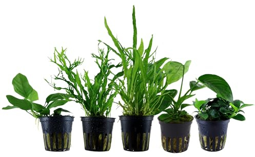 Garnelio Aquarium Pflanzen - 5X Wasserpflanzen - Aquarienpflanzen für Anfänger - Anubias Microsorum Javafarn - Set mit 5 Aquariumpflanzen