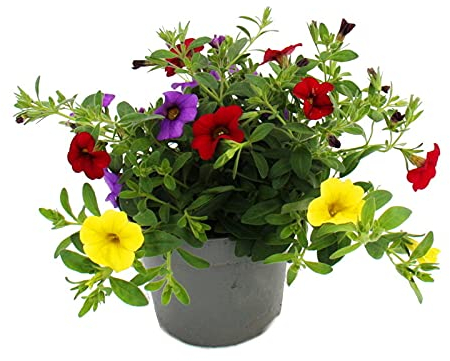 Exotenherz - Zauberglöckchen - Minihängepetunie - Calibrachoa - 12cm Topf - Set mit 3 Pflanzen - bunt (mehrfarbig)