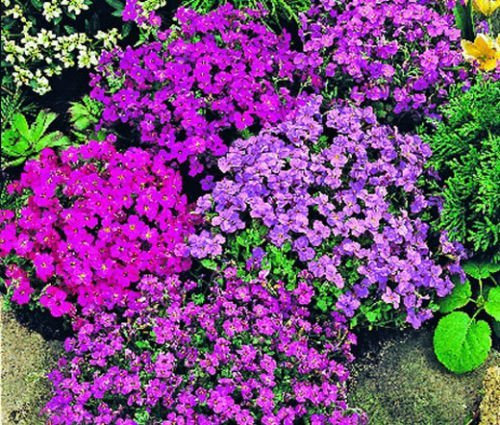 Aubrieta ROCK CRESS ROYAL MIX Aubrieta Hybrida - 100 Semi Bulk