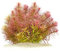 Limnophila aromatica - Aromatischer Sumpffreund in vitro XL - 8,5cm Bechergröße - Hintergrund Wasserpflanzen für Aquarien