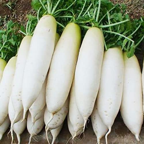 Saterkali Semi di carota, semi da 100 pezzi/borsa Fonte di magnesio Alta germinazione Semi di frutta naturale georgica bianca per giardino Semi Di Carota