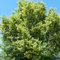 lindenbaum pflanze samen - bio saatgut linden baum winterharte stauden mehrjährig winterharte pflanzen für den garten pflanzensamen geschenke für gartenfreunde winterharte stauden 15pcs