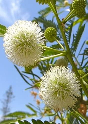 Weisskopfmimose - 20 Frische Samen - Leucaena leucocephala