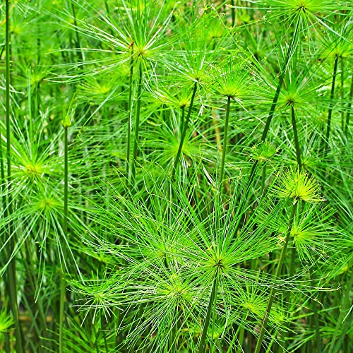Papyrus Pflanze Samen - Deko Wohnzimmer Modern Saatgut Alte Sorten Pflanze Kübelpflanzen Winterhart Mehrjährig Dekoration Wohnzimmer Bonsai Indoor Garden 100 Stück