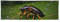 Banner mit Insekten auf Blättern, personalisierbar, groß, für Outdoor-Party-Schilder mit vier runden Metalllöchern, Banner für Geschäftsparty-Dekoration