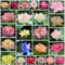 100 Stück Lotusblume Samen, Bonsai Lotussamen, Lotusblumensamen für Wasser, Winterhart Wasserpflanzen, Gemischte Farben LotusblüTe Samen, Wohnkultur SchüSsel Lotus Samen, für Balkon, Innenhof