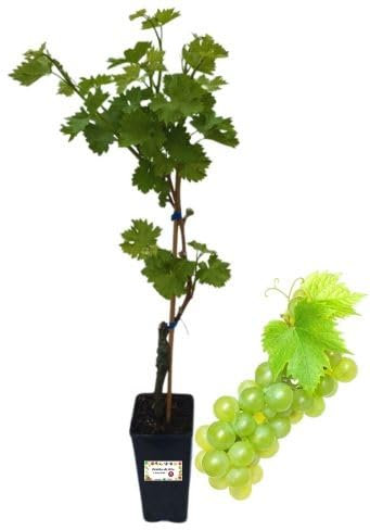 P. Piantine da Orto |Matilde Vite da Tavola, Vaso 2 L, Pianta Pronta per Il Trapianto, Pianta Vera da Esterno, UVA da Tavola da Mangiare, Vivaio Italiano