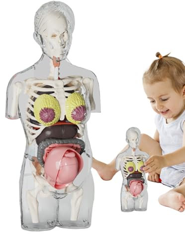 Maquette du Corps Humain pour , Modèle Anatomique Femme Enceinte, Kit d'Anatomie Réaliste avec Pièces Amovibles, Figurine Articulée, Outil Éducatif pour et Élèves