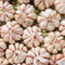 plantas de ajo resistentes, plantas de ajo, invernadero interior, jardín flores bulbos verduras balcón, balcón Hierbas medicinales, resistentes para balcones. aromáticas, para jardín, 2pcs
