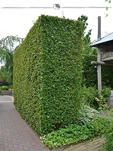 Carpinus betulus 175-200 cm. 30 Buchen. Hainbuche Hecke kaufen | Hainbuchen-Hecke