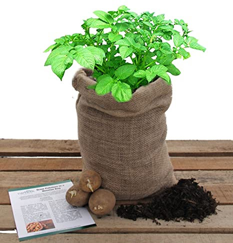 Potato Growing Kit - Ideal for Beginners - Complete Kit with Soil, Seed Potatoes and Hessian Growing Bag - Grow Your Own Potatoes