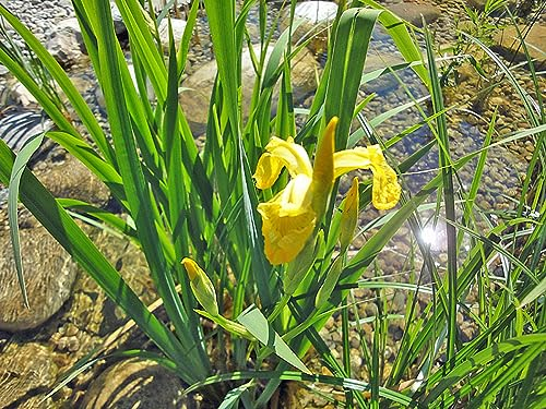 Schwertlilie gelb | Iris pseudacorus | Wasserpflanze | Teichpflanze | winterhart | Klärpflanze | Filterpflanze | auch für Schwimmteiche