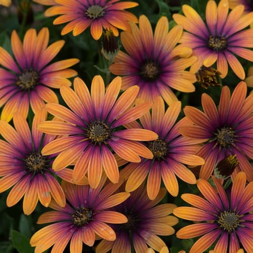 Bedwen Osteospermum 'FlowerPower Purple Sun' Plug Plant x4 – African Daisy Bicolour Purple & Orange Summer Bedding Plants for Garden & Patio Pots