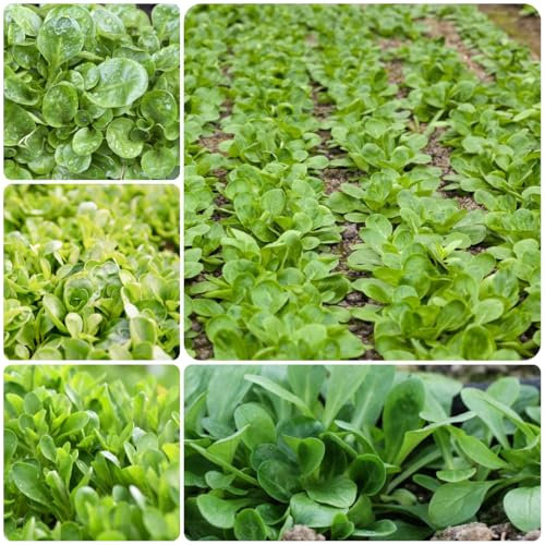 1000 pz semi di valerianella bio - semi di ortaggi biologici, semi di bonsai (Valerianella locusta) Pianta da balcone, regali di Pasqua semi di ortaggi biologici, aiuola da balcone