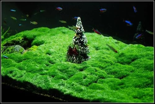 Hemianthus callitrichoides Cuba plante aquarium avant plan