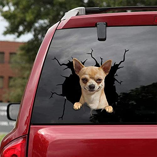 Böser Chihuahua-Aufkleber - Realistische Wandaufkleber für Autos, SUVs, Glas, Notebooks, Kühlschränke und andere glatte Oberflächen