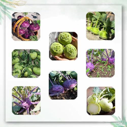 kohlrabi samen winterhart - gartenkräuter samen, exotische zimmerpflanzen kohlrabi pflanzen samen, hochbeete für garten, wintergemüse pflanzen kaufen gemüsesamen, saatgut alte sorten, 200pcs
