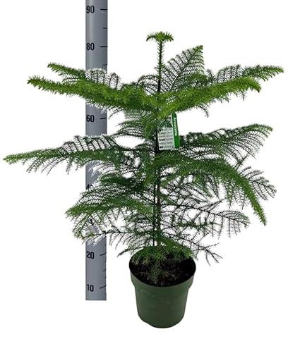 Planta Natural Araucaria. 90-100 cm. Segura Garden. Brinda elegancia, es resistente a plagas y aporta sombra. Sus formas únicas y baja mantención la hacen ideal para jardines decorativos.
