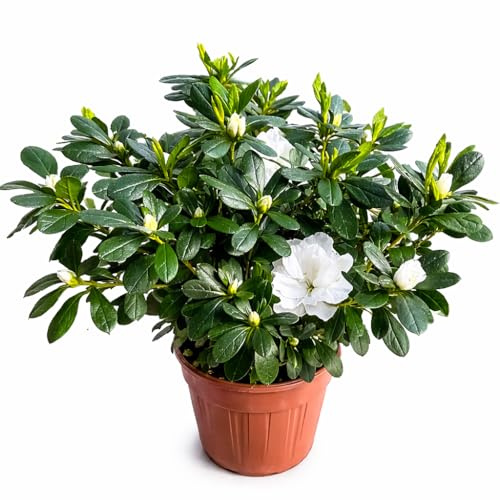 Azalea da Esterno in Vaso 18cm | Pianta Sempreverde Acidofila Prodotte in Italia | Fioritura Febbraio-Maggio |Altezza 45 cm | Vaso Riciclato (Rosso fiore doppio)