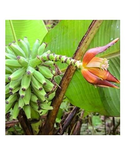 Stk - 10x Musa monticola Kinabalu Bergbanane Garten Pflanzen - Samen ID509 - Seeds & Plants Shop by Ipsa