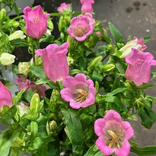 Fresh 100Pcs Pink Campanula Flower Seeds
