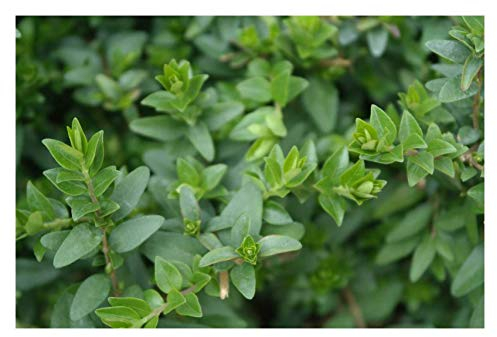 10 x Lonicera nitida 'Maigrün‘ (Heckenmyrthe) Buchs Buxus Ersatz Bodendecker/TOP für Hecken