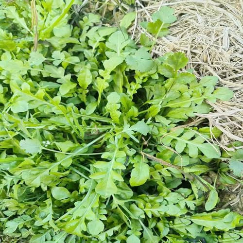 40 piezas semillas de mostaza - plantas a base de hierbas, plantas resistentes para el jardín, comprar semillas de mostaza amarilla, Brassica juncea, jardinería a base de hierbas, hierbas