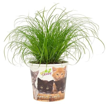 Cyperus Zumula - Cup Pet Bonbon Katze - 23cm - Ø12cm - Zimmerpflanze - Immergrün