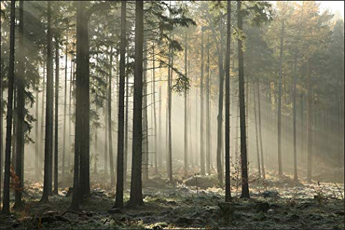 Muralo Fototapete Wald 240 x 360 cm Vlies Tapete Wandtapeten Bäume Wohnzimmer Schlafzimmer Moderne Wandbilder XXL Landschaft Nebel Panorama Wand Dekoration